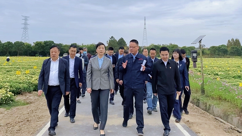 浙江省副省長王文序調(diào)研浙農(nóng)杭白菊標準化種植GAP示范基地